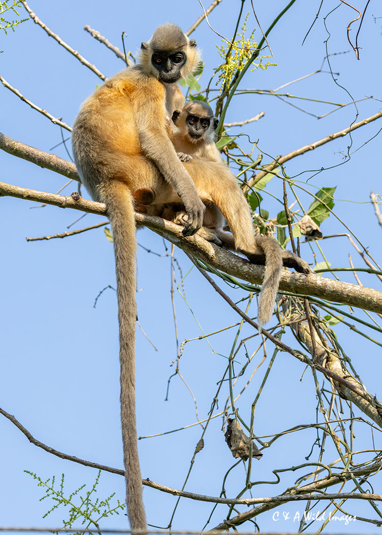 Capped langur and infant