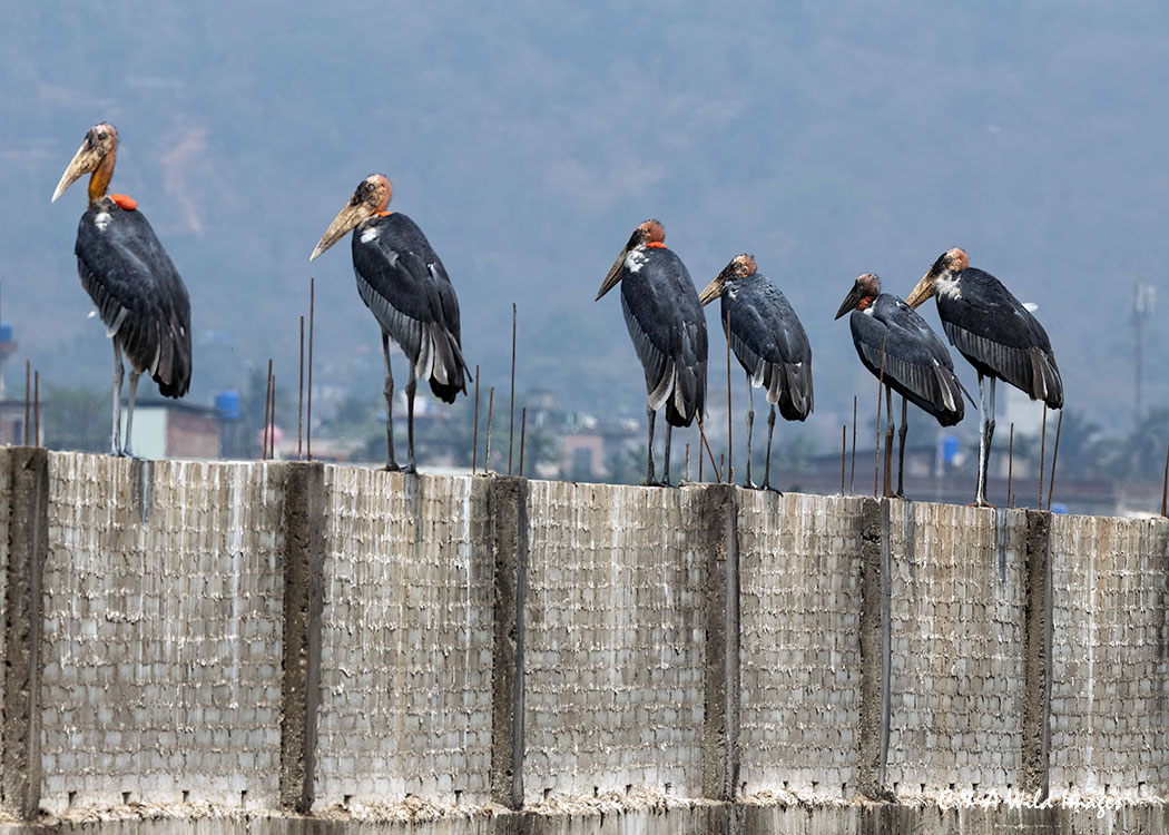Greater Adjutant