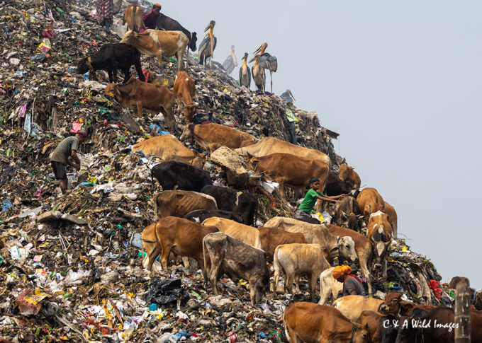 Guwahati garbage site