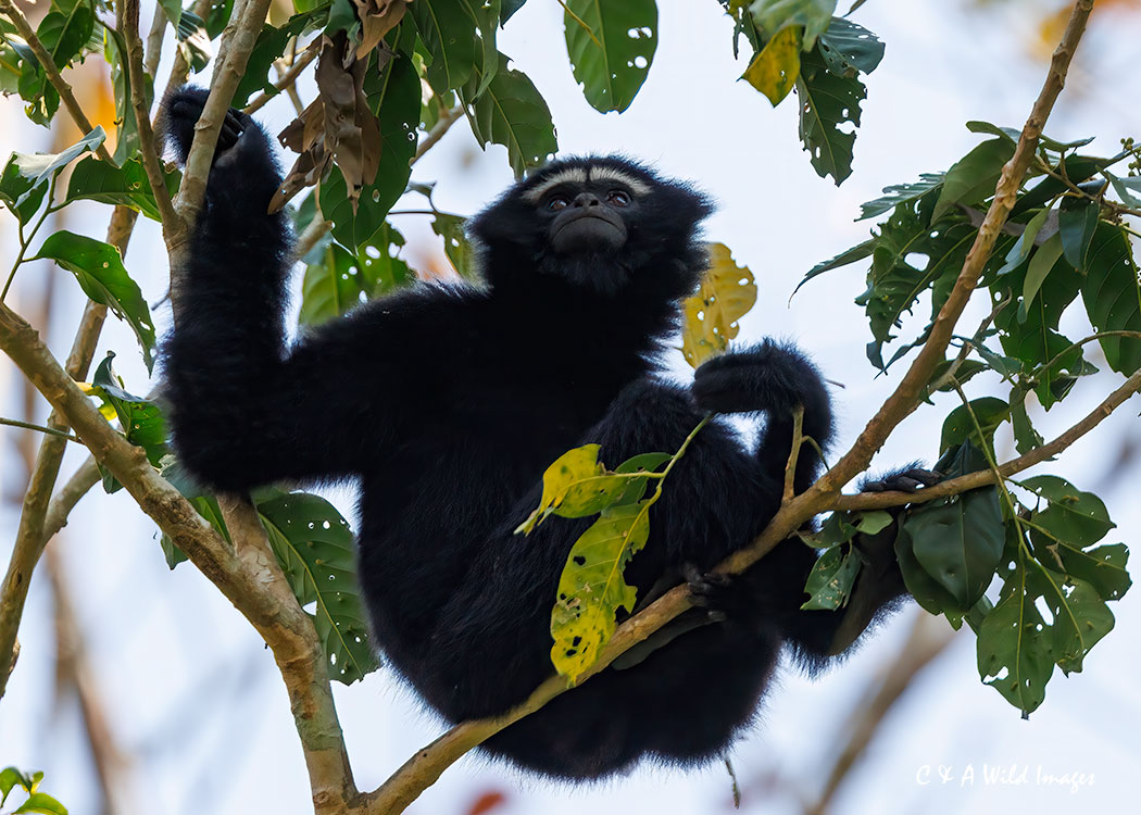 Male Hoolock Gibbon taken in the forests of Assam