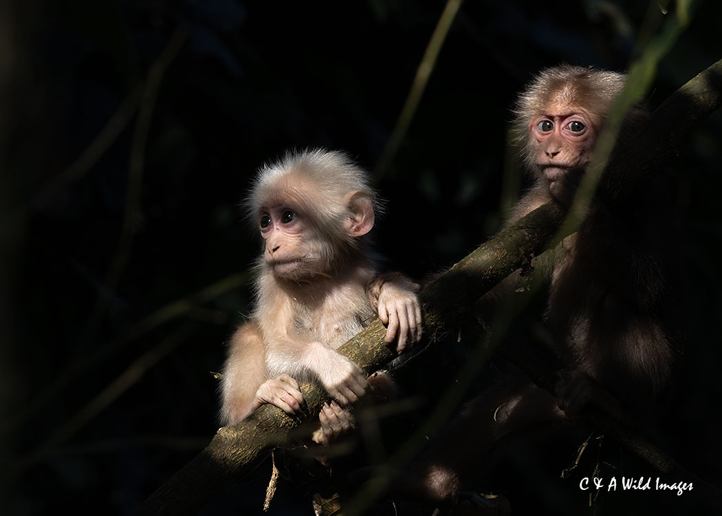 Infant Stump-tailed Macaque