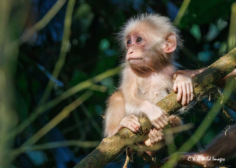 Infant Stump-tailed Macaque