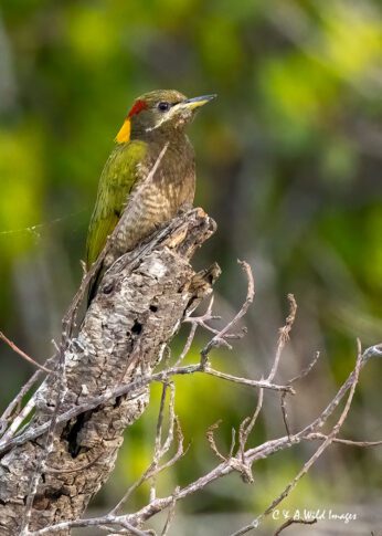 Lesser Yellownape
