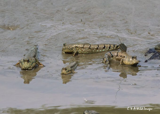 Mudskippers in the Sundarban