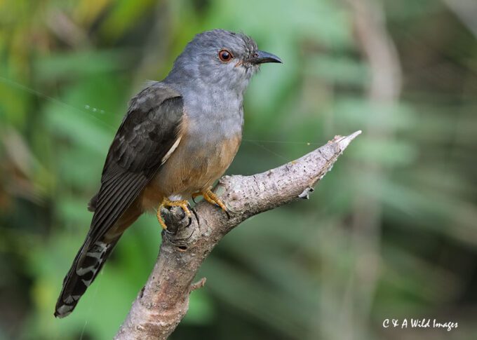 Plaintive cuckoo