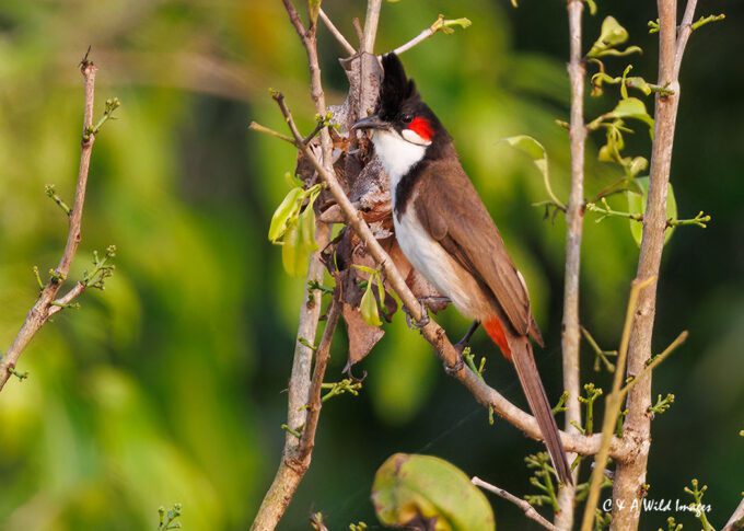 Red-whiskered Bulbul