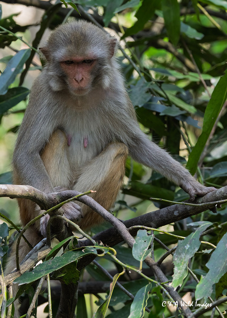 Rhesus Macaque