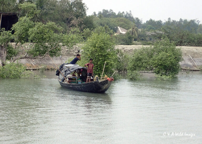 Sundarban fishing boats