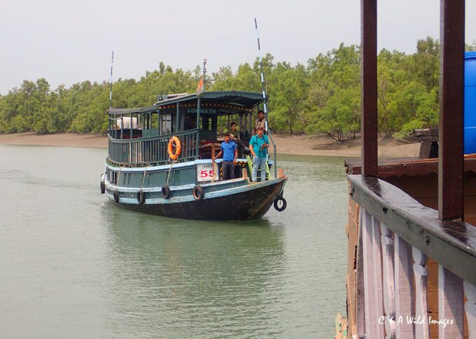 Cannel Cursing in the Sundarban