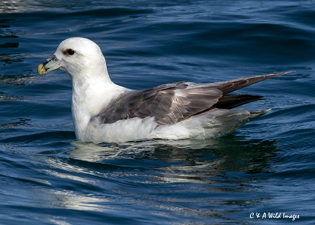 Fulmar on the sea