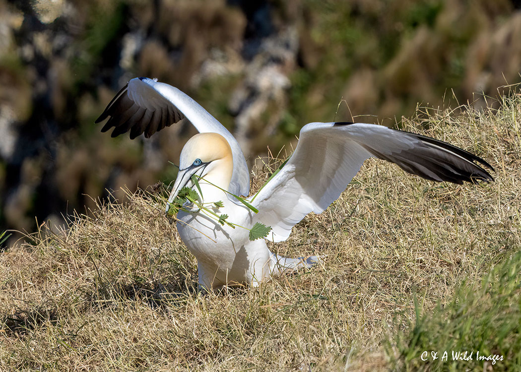 Northern Gannet collecting nesting material