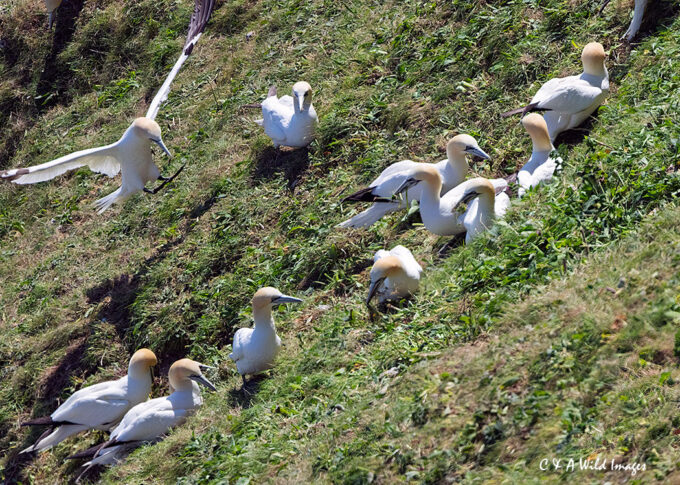 Northern Gannets collecting nesting material