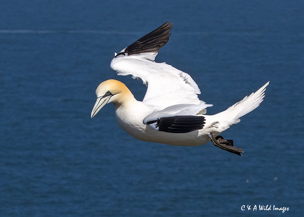 Gannet hovering in the wind
