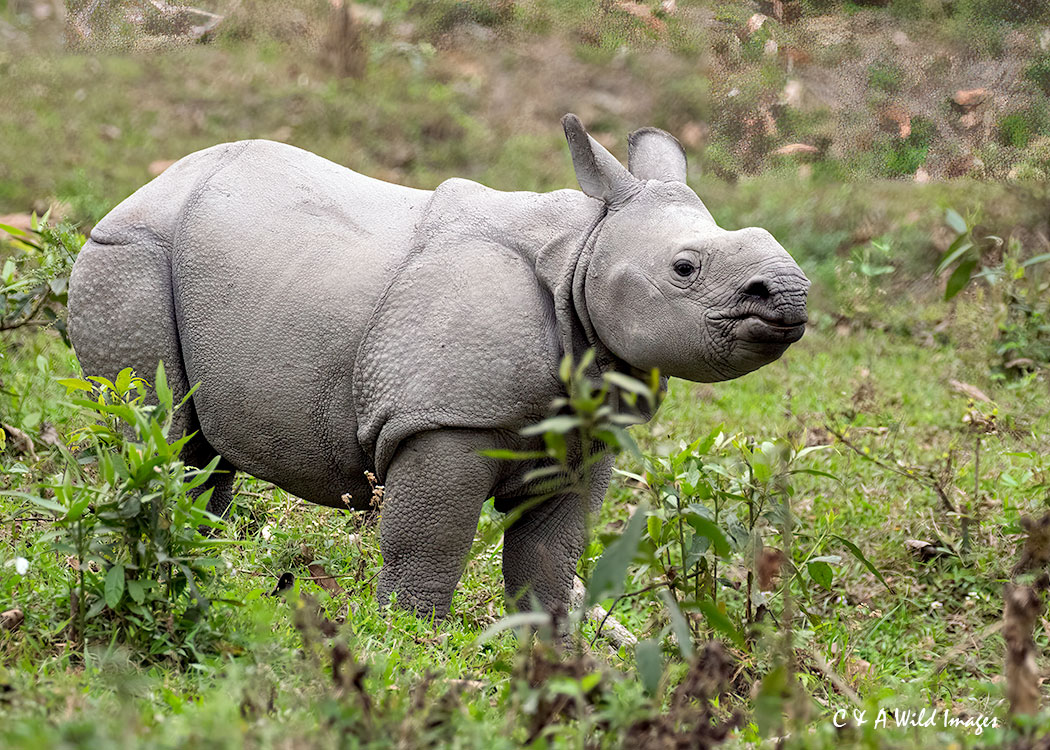 Greater one-horned rhino calf