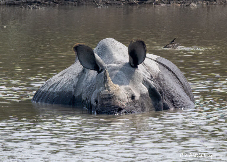 Greater one-horned rhino cooling off in Kaziranga National Park