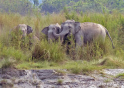 River Life and the Road to Kaziranga