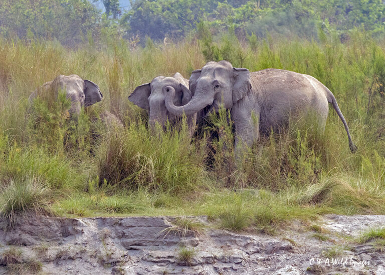Herd of elephants in Kaziranga NP