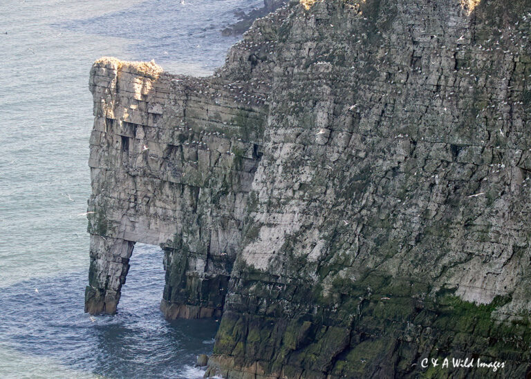 View of Cliffs at Bempton
