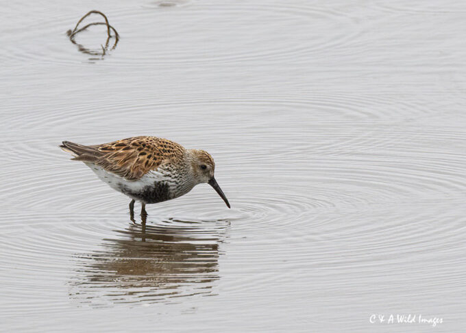 Dunlin on the Isle of Mull