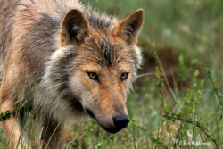 Boreal Predators – Eastern Finland