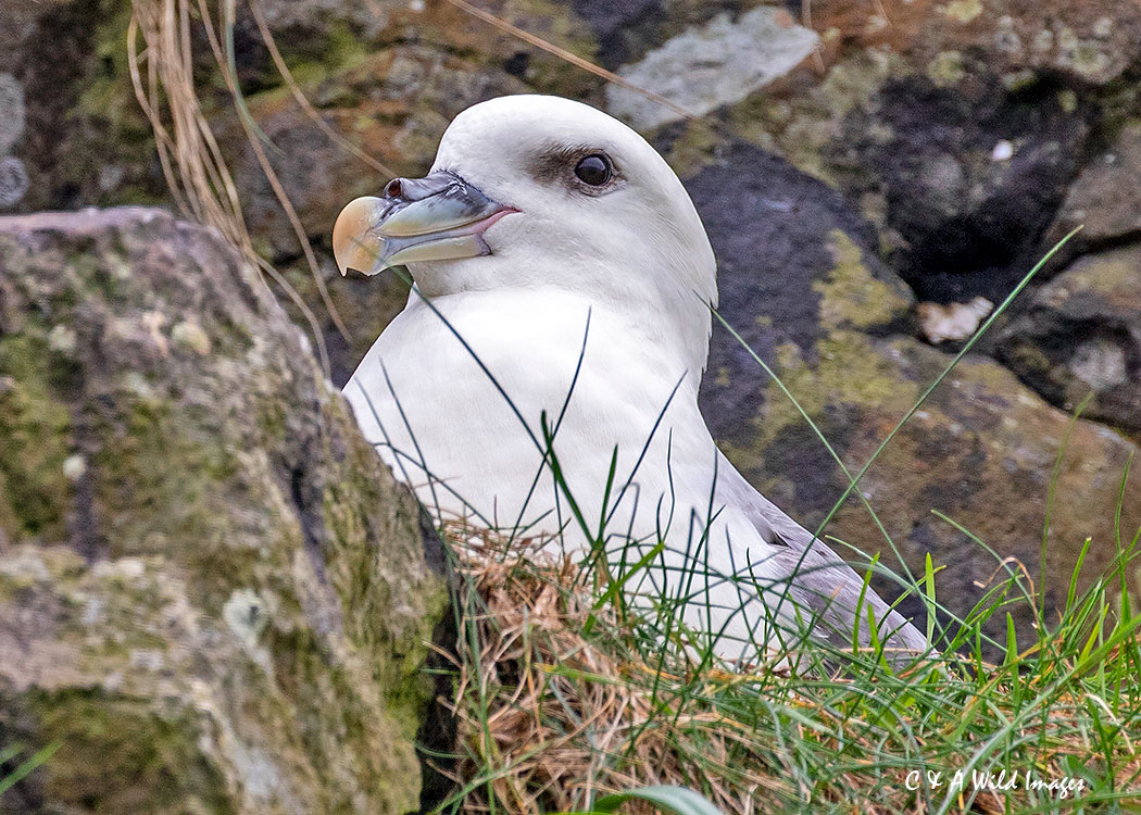 Fullmar on Lunga