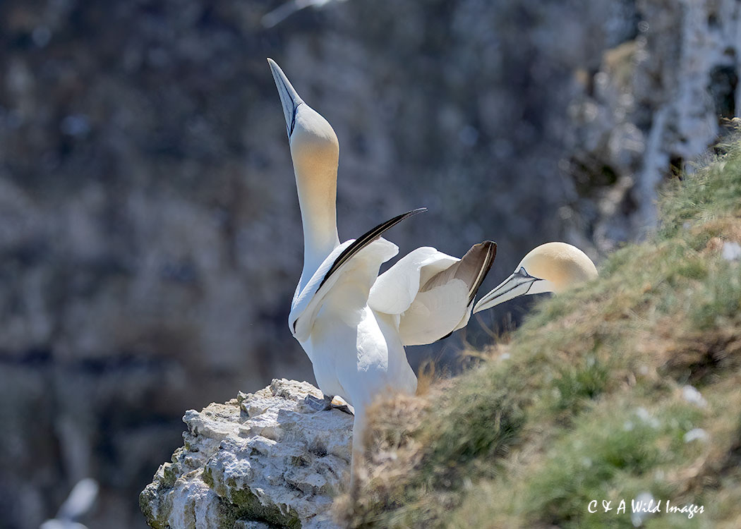 Gannet displaying at RSPB Bempton