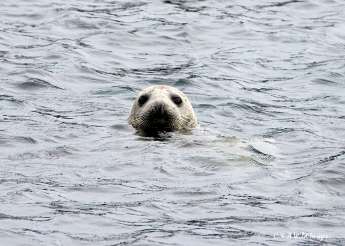 Harbour Seal on the Isle of Mull