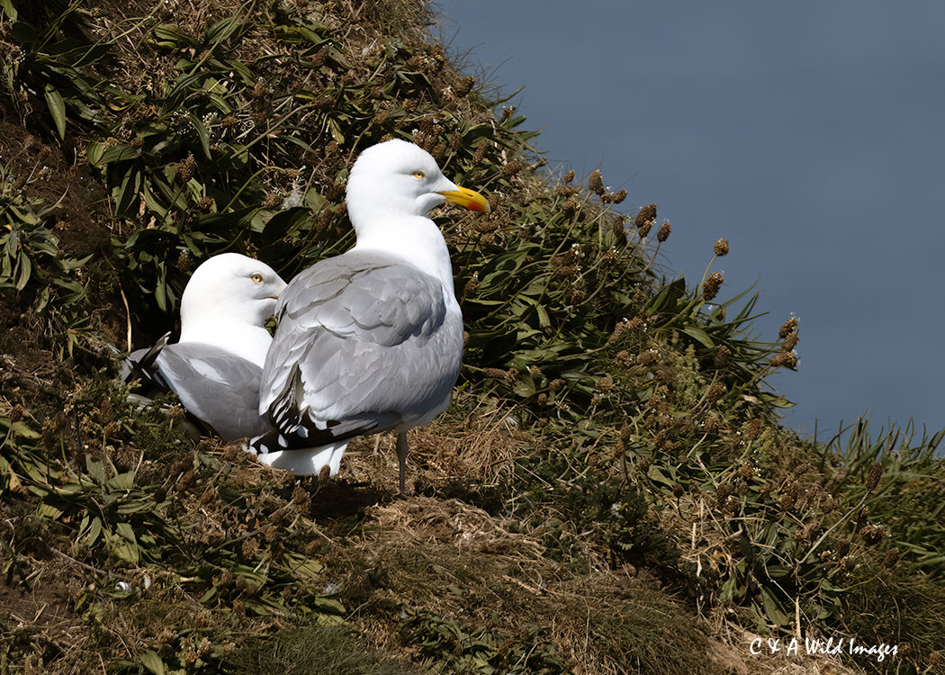 Herring Gull on the Cliffs at RSPB Bempton