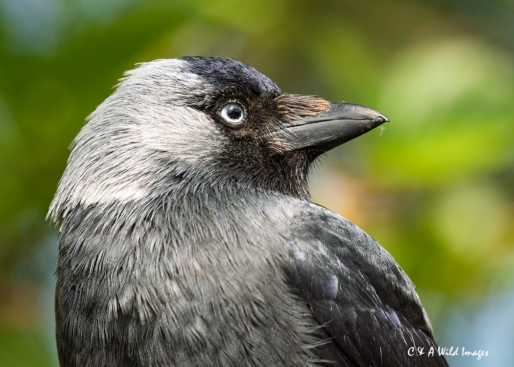 Jackdaw head shot_spotted at Bempton