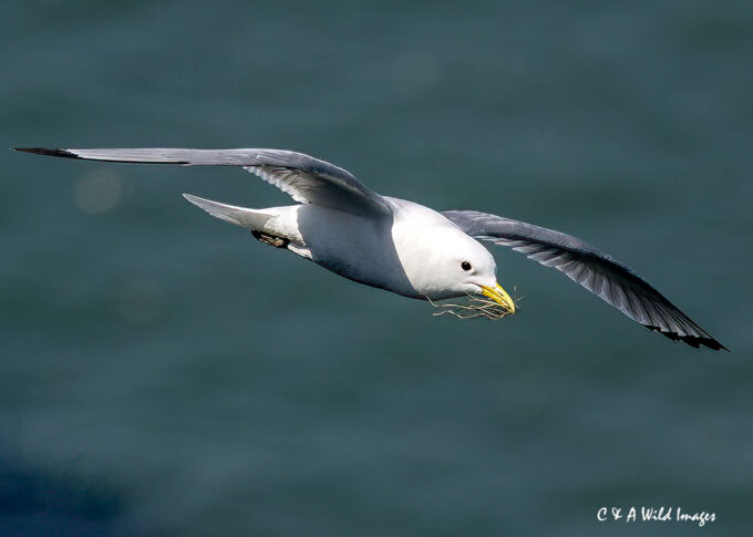Kittiwake with nesting material at RSPB Bempton