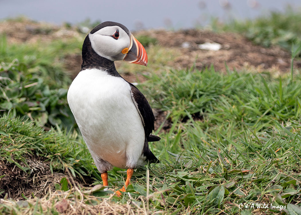 Puffin on Lunga