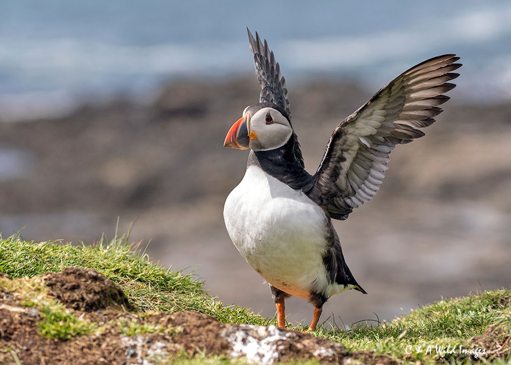 Puffin stretching its wings
