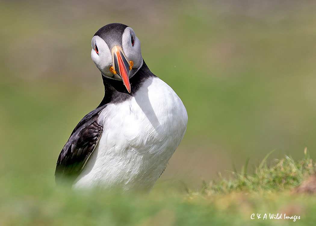 Puffin portrait
