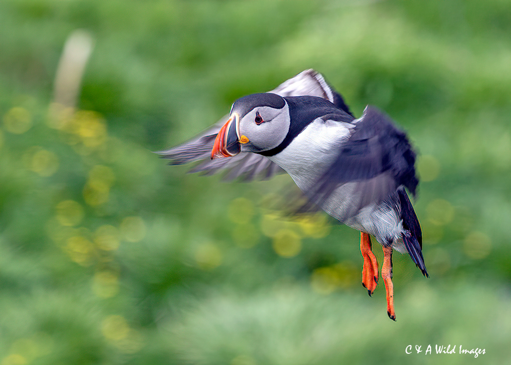 Puffin on Lunga in flight