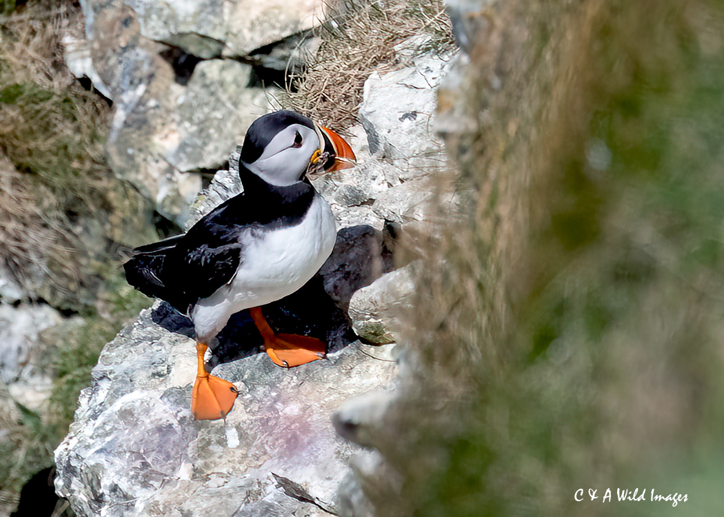 Atlantic Puffin with nesting material