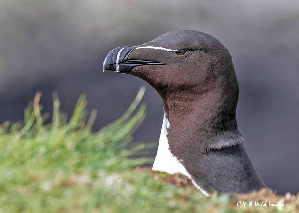 Razorbill portrait