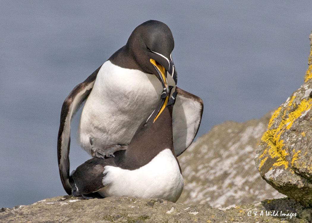 Razorbills mating
