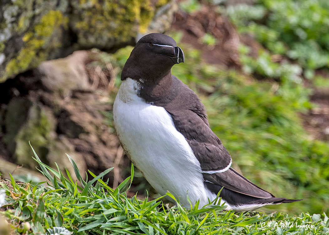 Razorbill