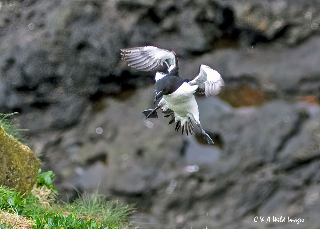Razorbill landing