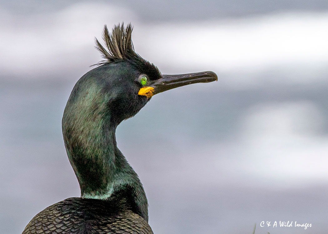 Shag in breeding plumage