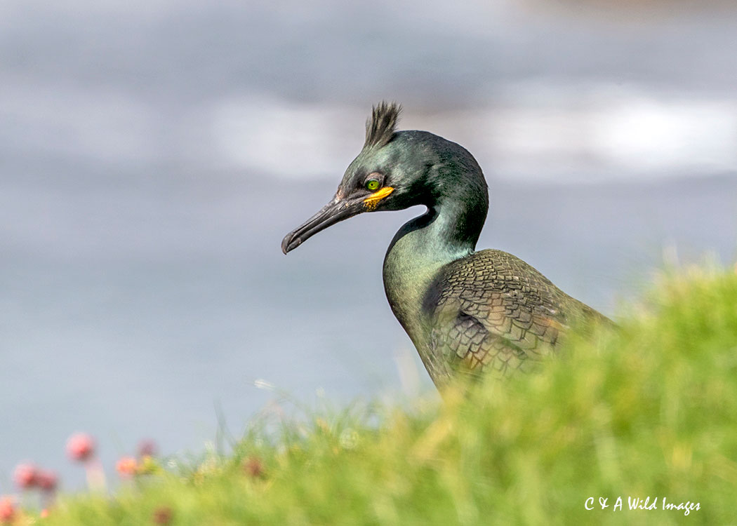 Shag on Lunga