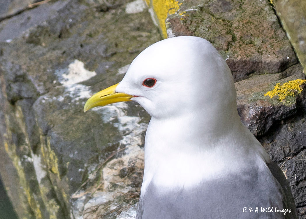 kittiwake portrait