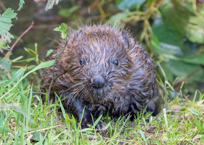 One of the three Beaver Kits at Sculthorpe Moor Reserve taken in late July 2025