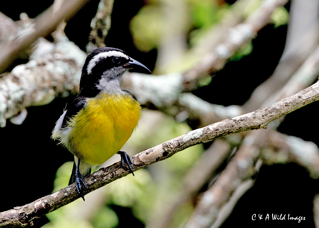 Bananaquit