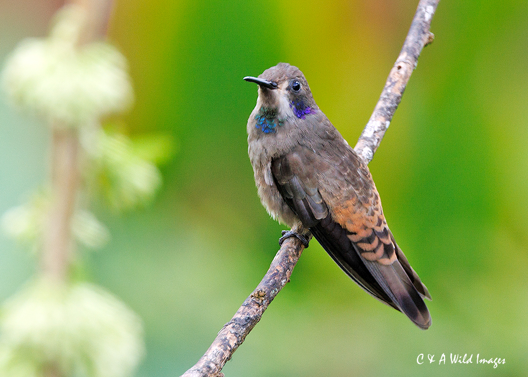 Brown violetear