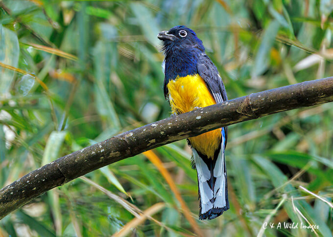 Green-backed trogon