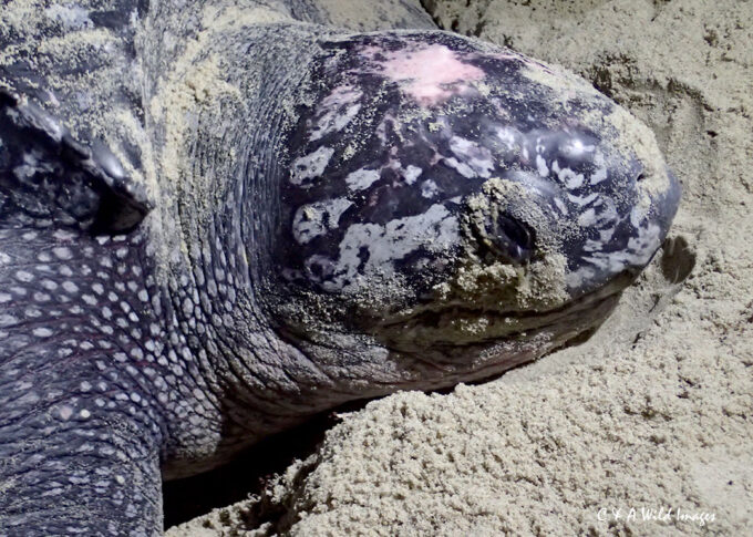 Leatherback turtle at Matura beach