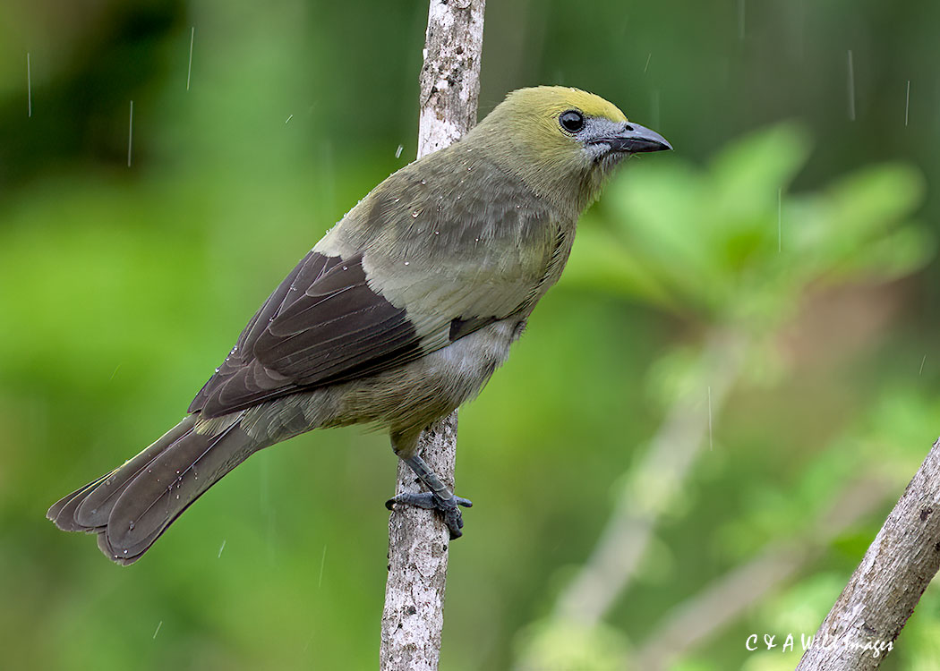 Palm Tanager