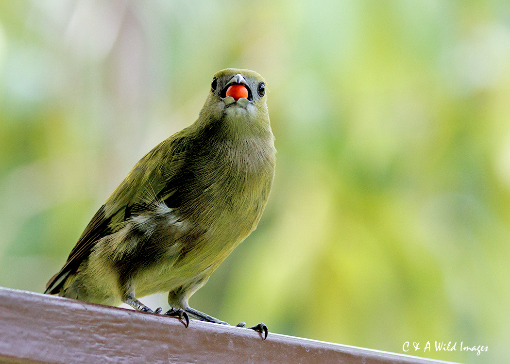Palm tanager