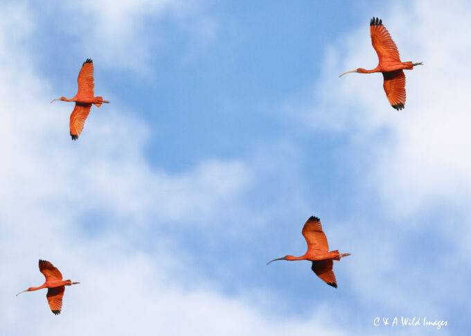 Scarlet ibis in flight over the Caroni Swamp